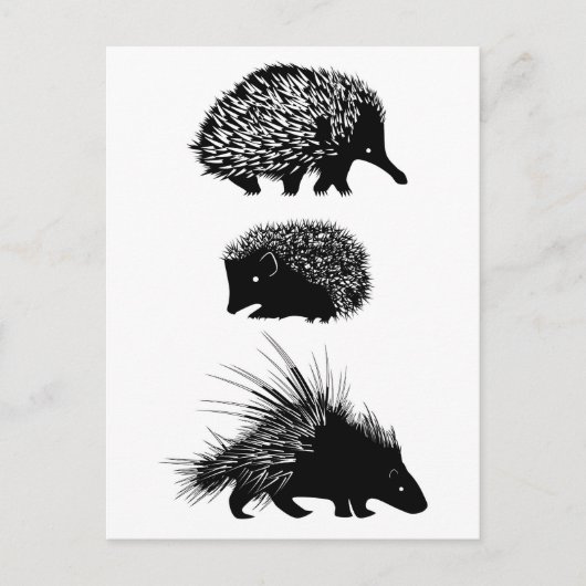 Echidna, egel, porcupine briefkaarten (Voorkant)