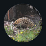 Echidna Magneet<br><div class="desc">Echidna koelkastmagneet</div>