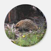 Echidna Magneet (Voorkant)