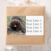 Echidna of Spiny Anteater Australia Etiket (Insitu)