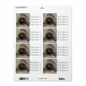 Echidna of Spiny Anteater Australia Etiket (Full Sheet)