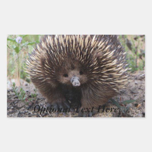 Echidna of Spiny Anteater Australia Rechthoekige Sticker (Voorkant)