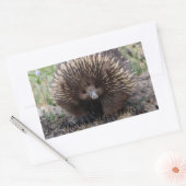 Echidna of Spiny Anteater Australia Rechthoekige Sticker (Envelop)