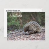 Echidna, Spiny Anteater, Australië Briefkaart (Voorkant / Achterkant)