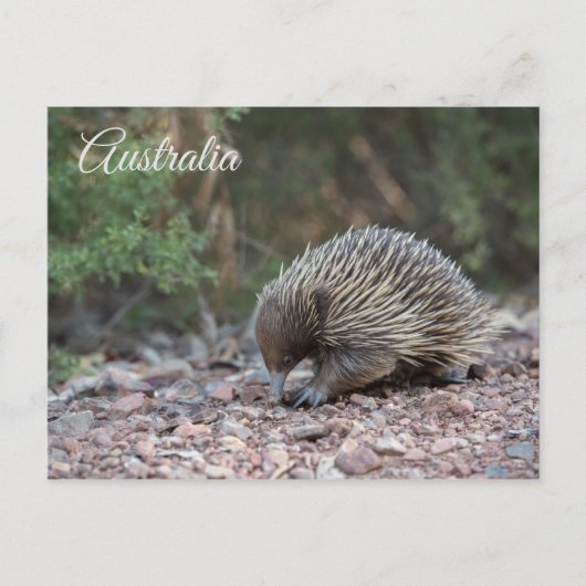 Echidna, Spiny Anteater, Australië Briefkaart (Voorkant)