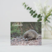 Echidna, Spiny Anteater, Australië Briefkaart (Staand voorkant)