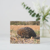 Echidna vindt voedsel op de bodem briefkaart (Staand voorkant)