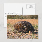 Echidna vindt voedsel op de bodem briefkaart (Voorkant / Achterkant)