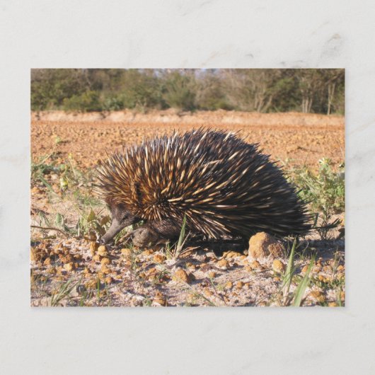 Echidna vindt voedsel op de bodem briefkaart (Voorkant)