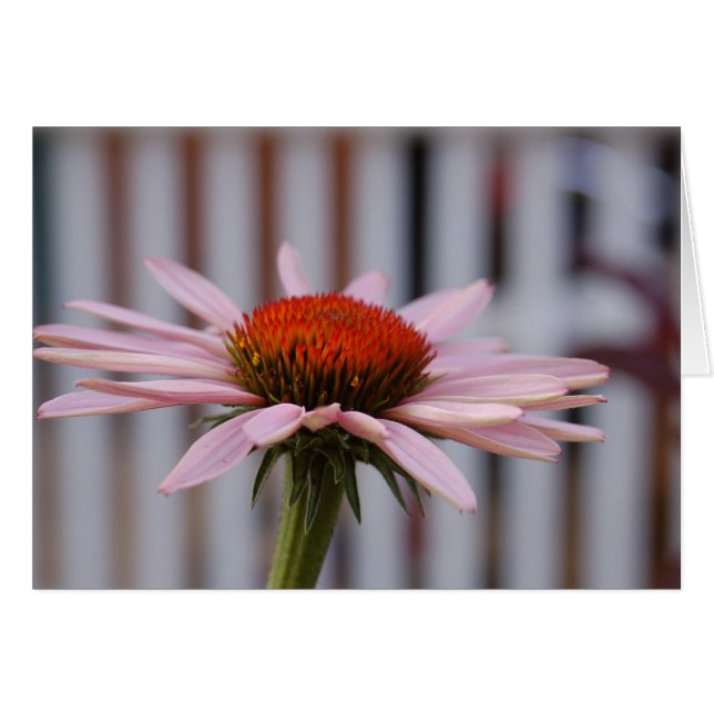 Echinacea (Voorkant Horizontaal)