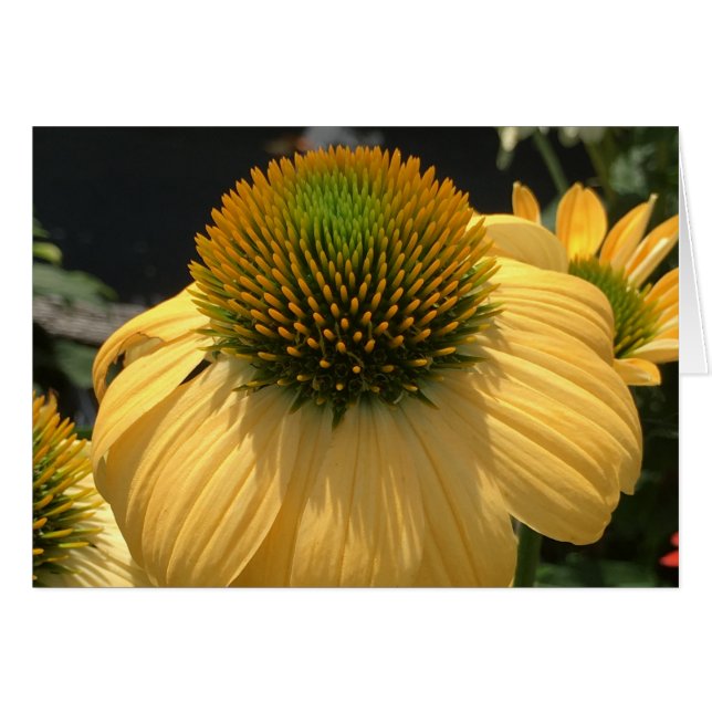 Echinacea (Voorkant Horizontaal)