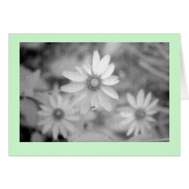 "Echinacea #1" (Voorkant Horizontaal)