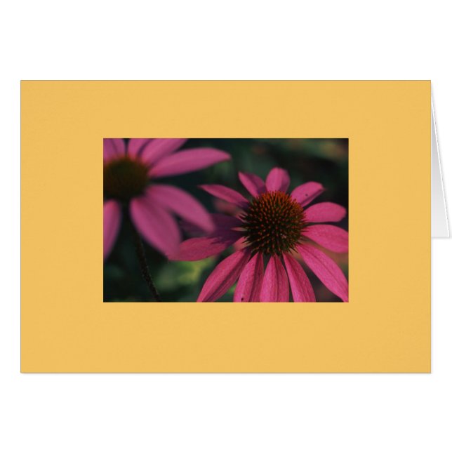 "Echinacea #3" (Voorkant Horizontaal)