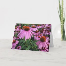 Echinacea blanco noot Kaart