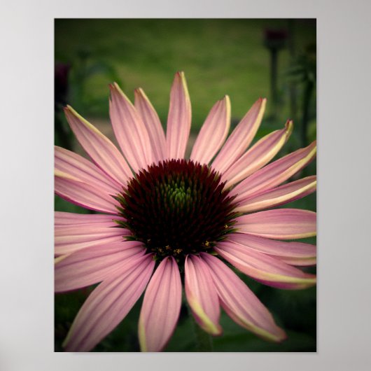 Echinacea Bloem Paars Poster (Voorkant)