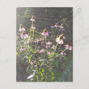 Echinacea Bloemen in de Zon Briefkaart