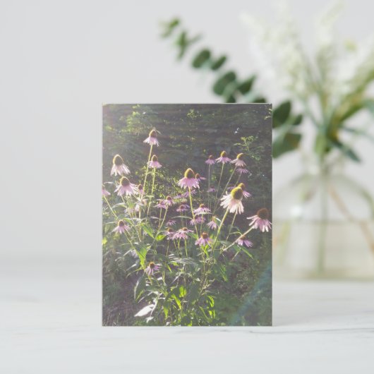 Echinacea Bloemen in de Zon Briefkaart (Staand voorkant)