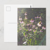 Echinacea Bloemen in de Zon Briefkaart (Voorkant / Achterkant)