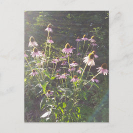Echinacea Bloemen in de Zon Briefkaart