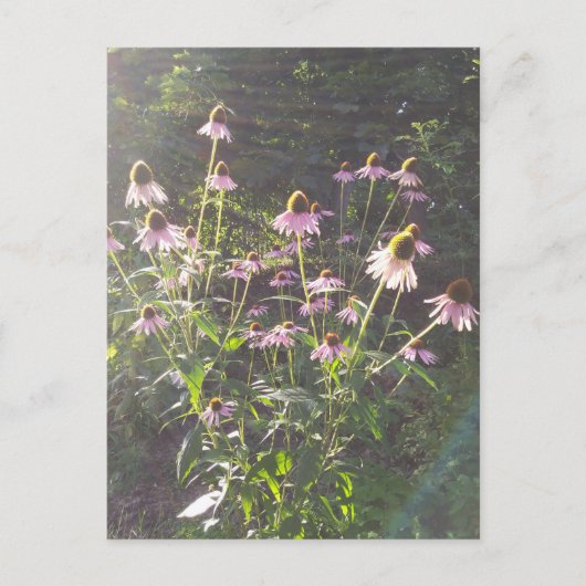 Echinacea Bloemen in de Zon Briefkaart (Voorkant)