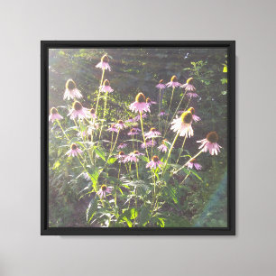 Echinacea Bloemen in de Zon Canvas Afdruk