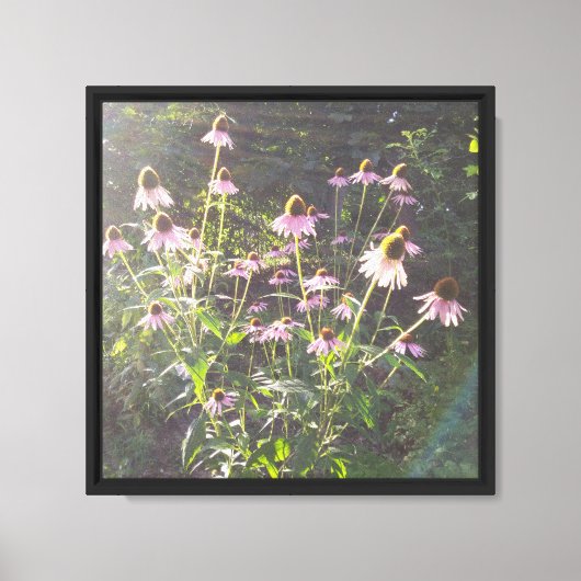 Echinacea Bloemen in de Zon Canvas Afdruk (Voorkant)