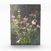Echinacea Bloemen in de Zon Fotoblokken (Voorkant)