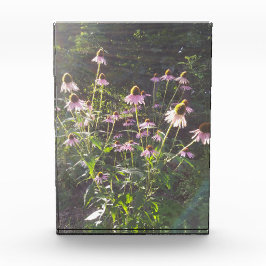 Echinacea Bloemen in de Zon Fotoblokken