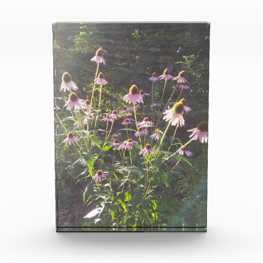 Echinacea Bloemen in de Zon Fotoblokken (Voorkant)