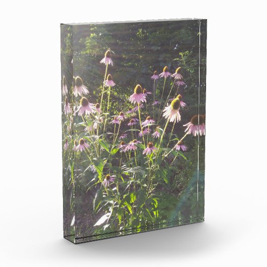 Echinacea Bloemen in de Zon Fotoblokken (Links)