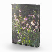 Echinacea Bloemen in de Zon Fotoblokken (Rechts)