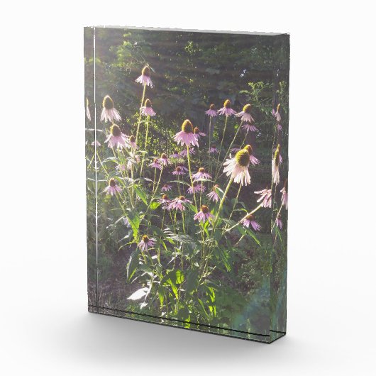 Echinacea Bloemen in de Zon Fotoblokken (Rechts)