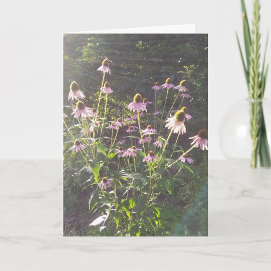 Echinacea Bloemen in de Zon Kaart (Voorkant)