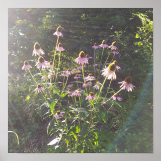 Echinacea Bloemen in de Zon Poster