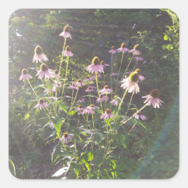 Echinacea Bloemen in de Zon Vierkante Sticker