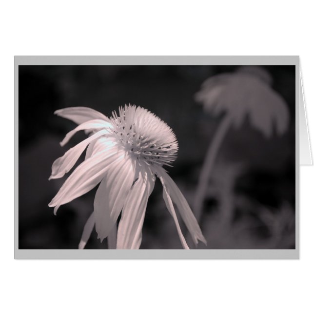 Echinacea Blooms (Voorkant Horizontaal)