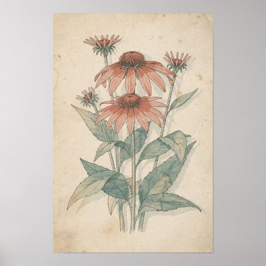 Echinacea botanische print | Warme tuin studie (Voorkant)