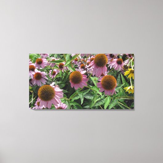 Echinacea Cone Flowers in Paars en geel Canvas Afdruk (Voorkant)