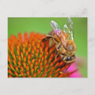 Echinacea Coneflower and Bee Briefkaart