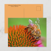 Echinacea Coneflower and Bee Briefkaart (Voorkant / Achterkant)