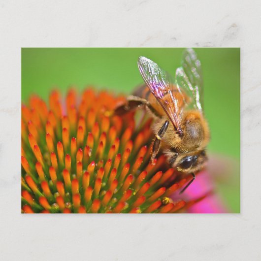 Echinacea Coneflower and Bee Briefkaart (Voorkant)