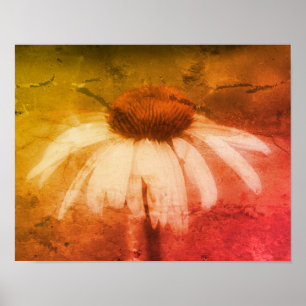 Echinacea Coneflower Daisy Abstract Grunge Poster