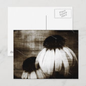 Echinacea Dark Dreams Briefkaart (Voorkant / Achterkant)