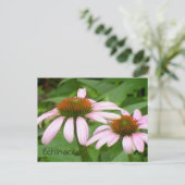 Echinacea Floral Botanical Pink Flower Briefkaart (Staand voorkant)