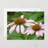 Echinacea Floral Botanical Pink Flower Briefkaart (Voorkant / Achterkant)