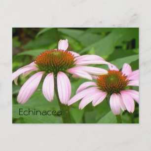 Echinacea Floral Botanical Pink Flower Briefkaart
