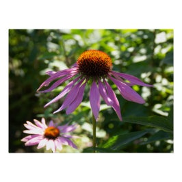 Echinacea in de tuin foto perfect poster