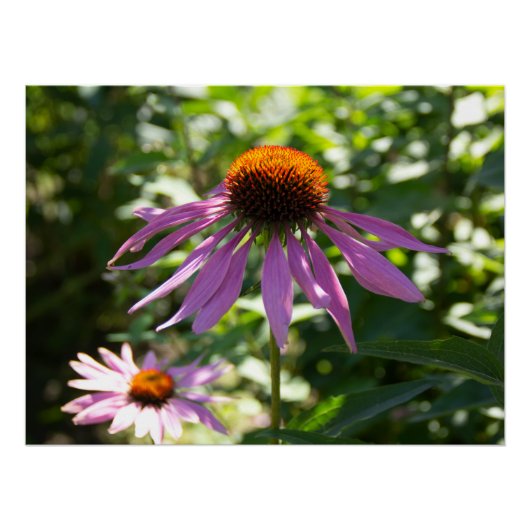 Echinacea in de tuin foto perfect poster (Voorkant)