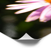 Echinacea in de tuin foto perfect poster (Hoek)