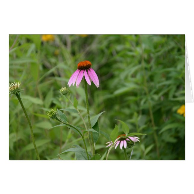 Echinacea kaart (Voorkant Horizontaal)